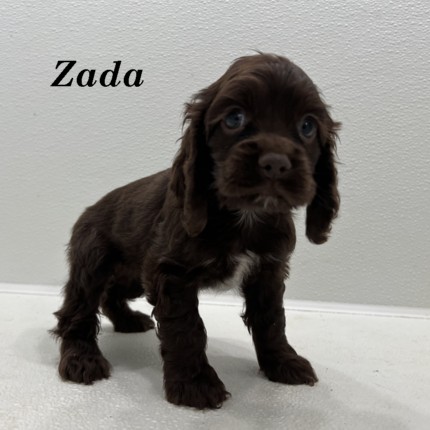 puppy, for, sale, Cocker Spaniel, Joe & Cherri  Overlease, dog, breeder, Miller, MO, dog-breeder, puppy-for-sale, forsale, nearby, find, puppyfind, locator, puppylocator, aca